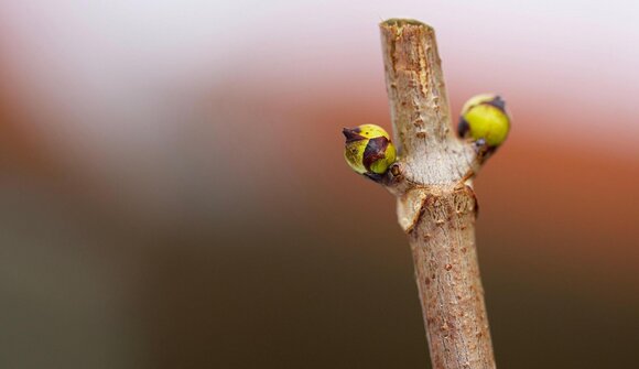Vortrag zum Thema Gemmotherapie