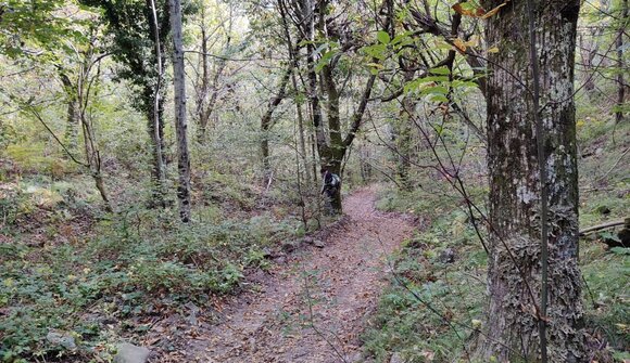 Il ruolo nascosto di licheni e briofite