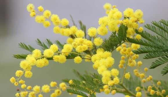 Settimana donna 2025