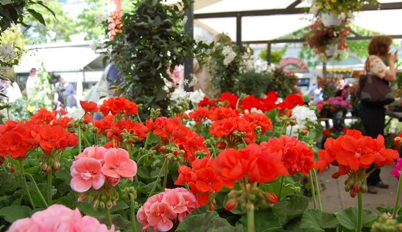 Festa dei Fiori a Bolzano
