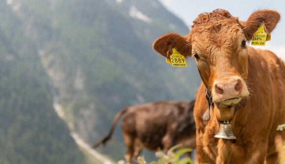 La vita al maso di montagna