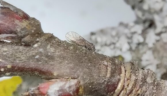 Piccoli insetti, grandi trasformazioni