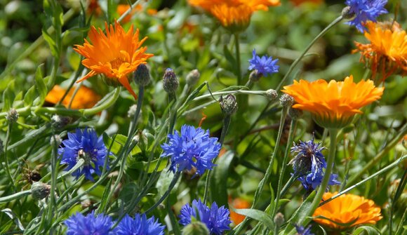 Marteller Kräuter-Workshop