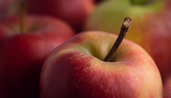 Apple juice tasting - Sigmund company