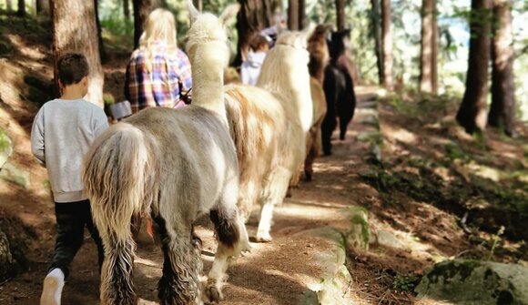 Escursione guidata con i lama