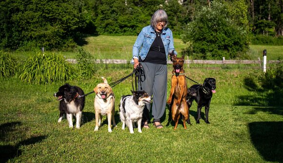 Guided dog walkwith training & tips