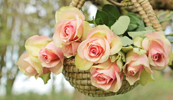 Hanging baskets: Plants in mid-air