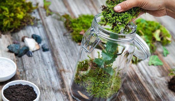 Mini-terrario: un giardino nel vaso