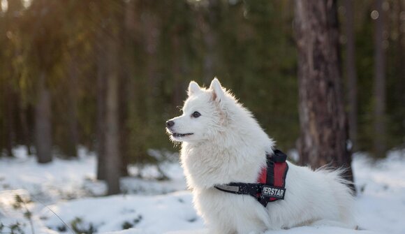 2° Raduno Samoiedo & Co.