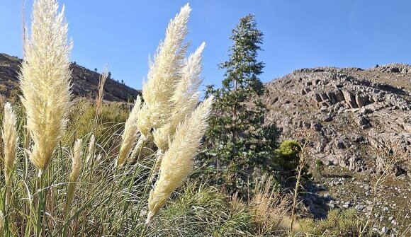 Die Biogeographie Argentiniens