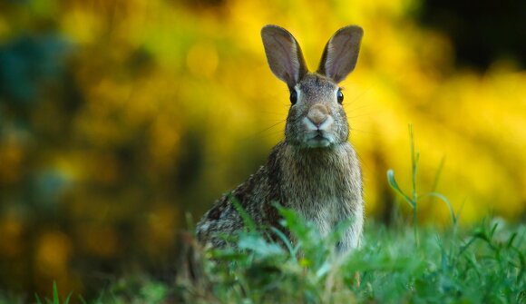 Märchen-Kamishibai mit Bastelei