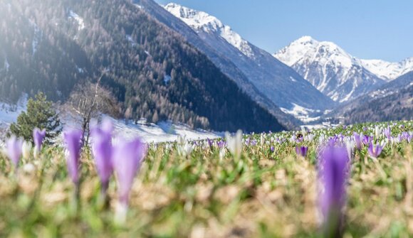 Kraftvolle Kräuter im Ultner Frühling