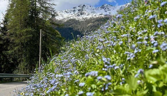 Visita guidata sulle erbe