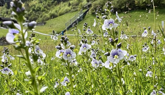 Wald- und Wiesenapotheke des Ultentales