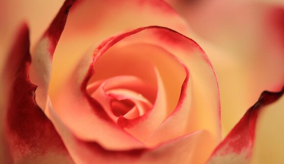 Visita guidata sulle erbe: la rosa