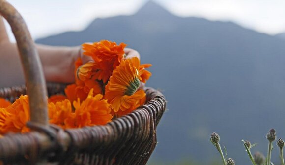 Visita guidata sulle erbe