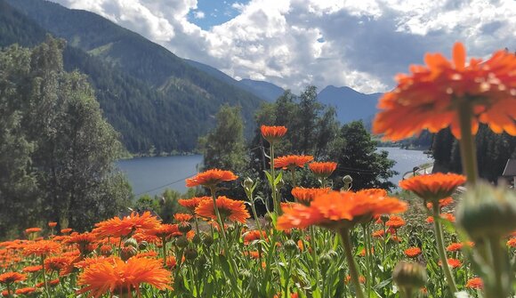 Visita guidata sulle erbe