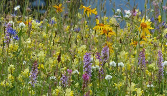 Herbstliche Wildfrüchte & Gartenkräuter