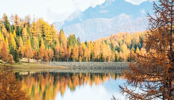 Kräuter: Die Heilkraft der Bäume