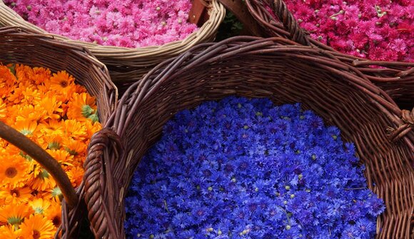 Düfte und Farben im Wildkräutergarten