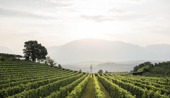 Il fascino del Pinot Bianco