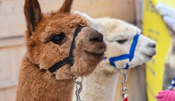 Alpaca trekking