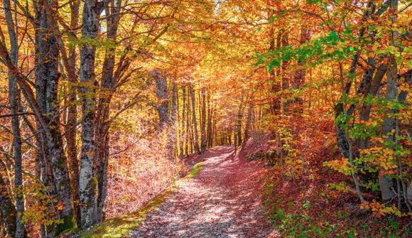 Vivi Tesino Autunno