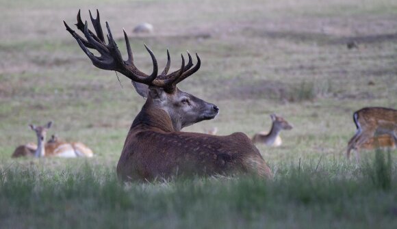 Il bramito del cervo