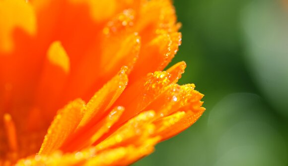 Visite guidate al Giardino Botanico