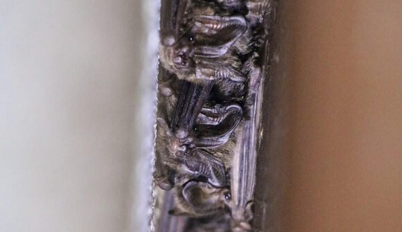 Bats new discoveries from South Tyrol