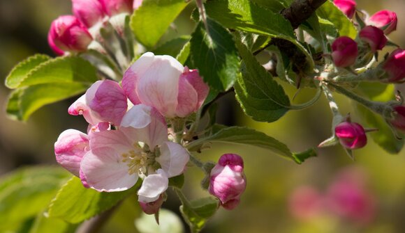 Escursione tra i meli in fiore