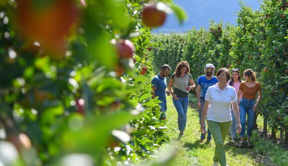 Apple trail Tramin-Kurtatsch