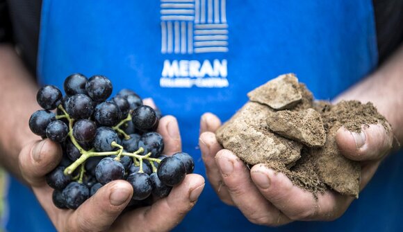 Wine & City - Cellar tour