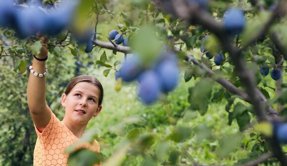 Geführte Zwetschkenexkursion: Oberweger