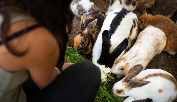 Esperienza con animali per i più piccoli