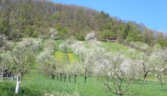 Obstgärten: stabil durch Vielfalt