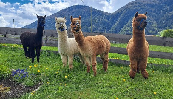 Winter Alpaca Walk