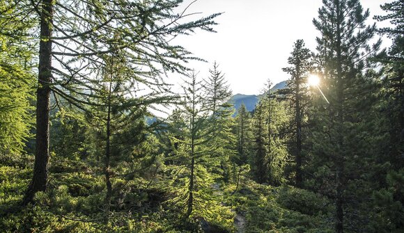Waldbaden im Herbst mit Lisi Tappeiner