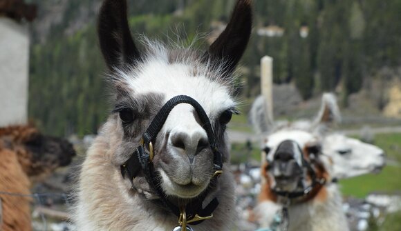 Tierisch unterwegs (Psairer Langis)