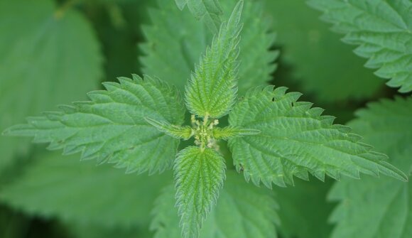 Conoscere le erbe per bambini