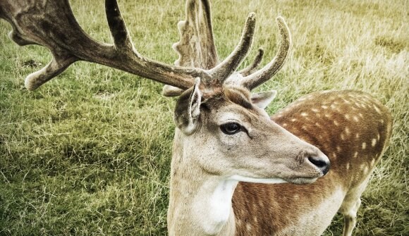 Avvistiamo gli animali selvatici