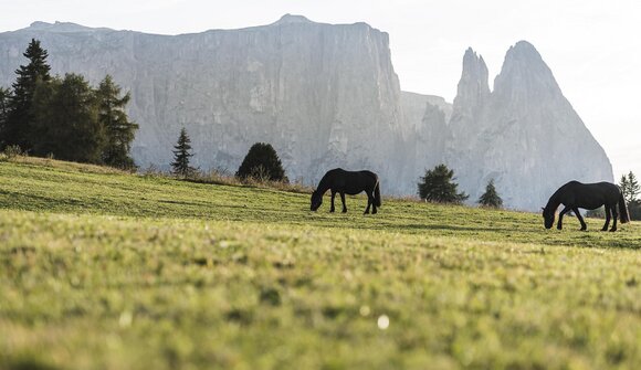 Escursione guidata: Rifugio di Stevia