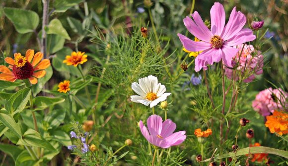Aspettando Lettori in Fiore