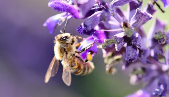 Aspettando Fiorinda...