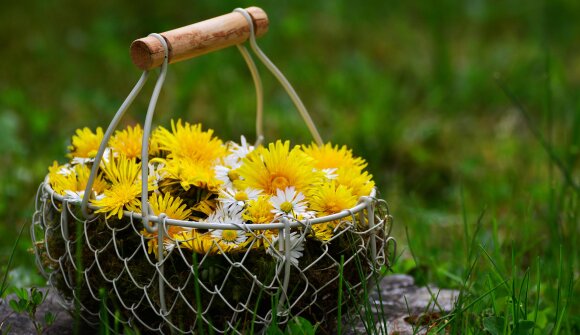 Masterclass di Tarassaco