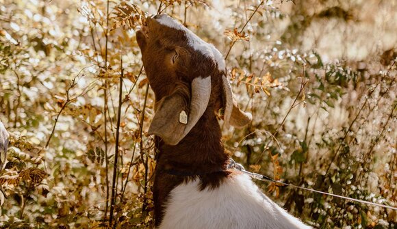 Con la capra attraverso la valle