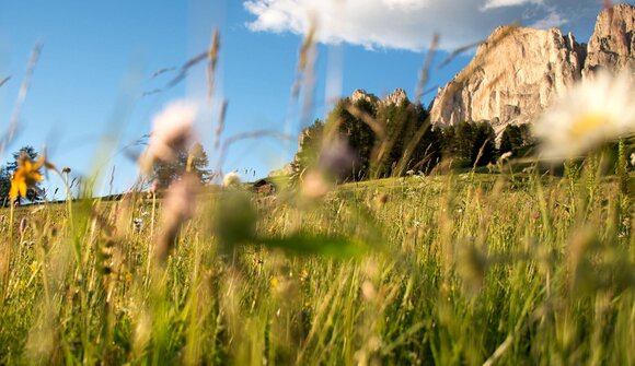 Across meadows and pastures