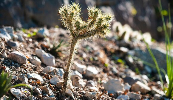Deko-Workshop: Ciotola per le succulente