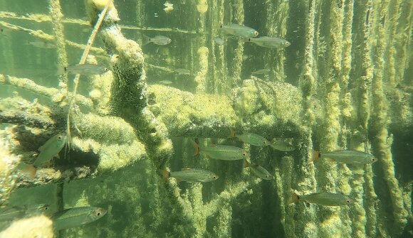 Naturmuseum: Vortrag