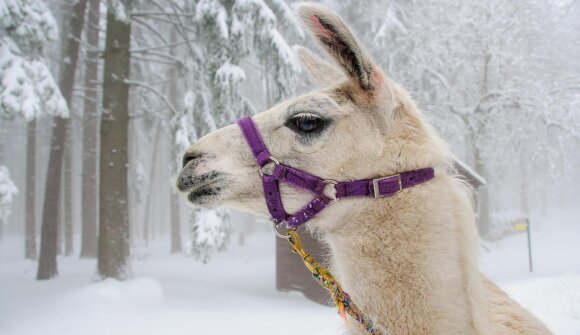 Lama e Alpakatrekking Goodbye 2025